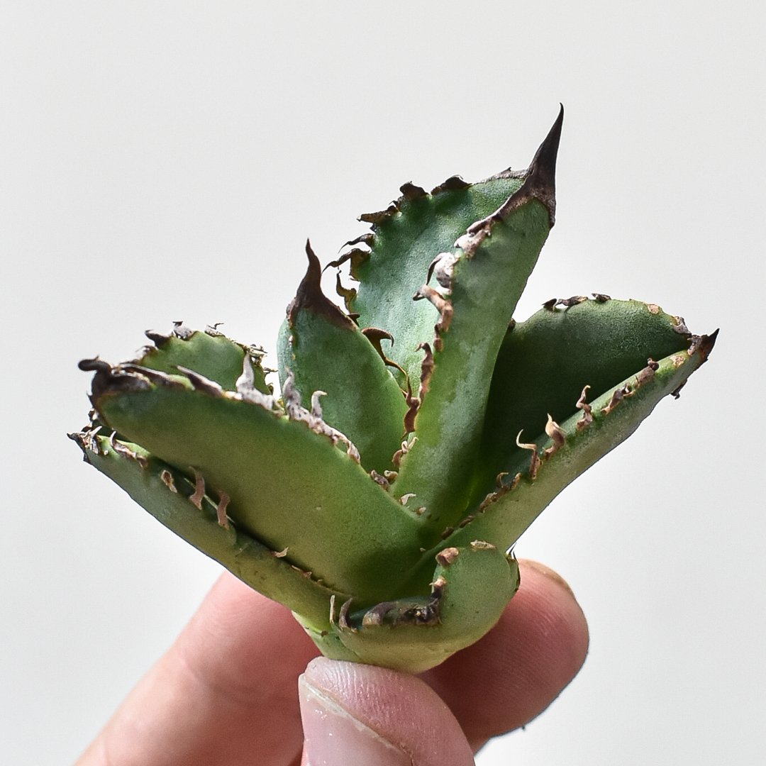 アガベ　チタノタ　キング　皇冠　コレクション株　親株 RAFLUMコレクション子株】アガベ チタノタ 