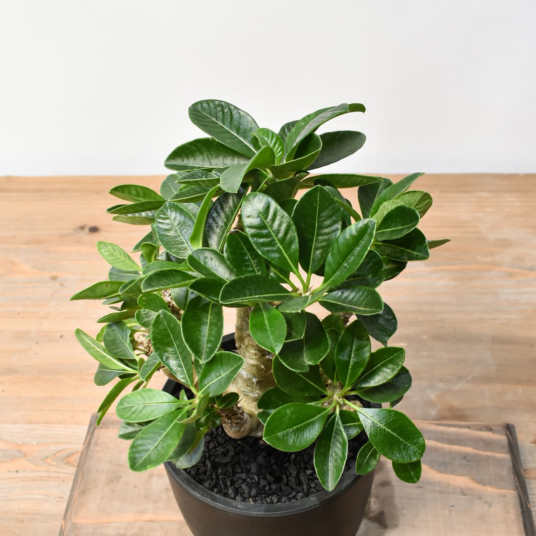 パキポディウム ウィンゾリー 