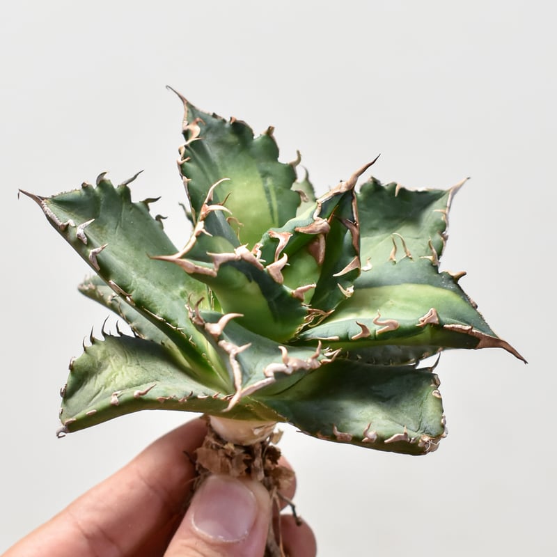 アガベ チタノタ ソーラーエクリプス 