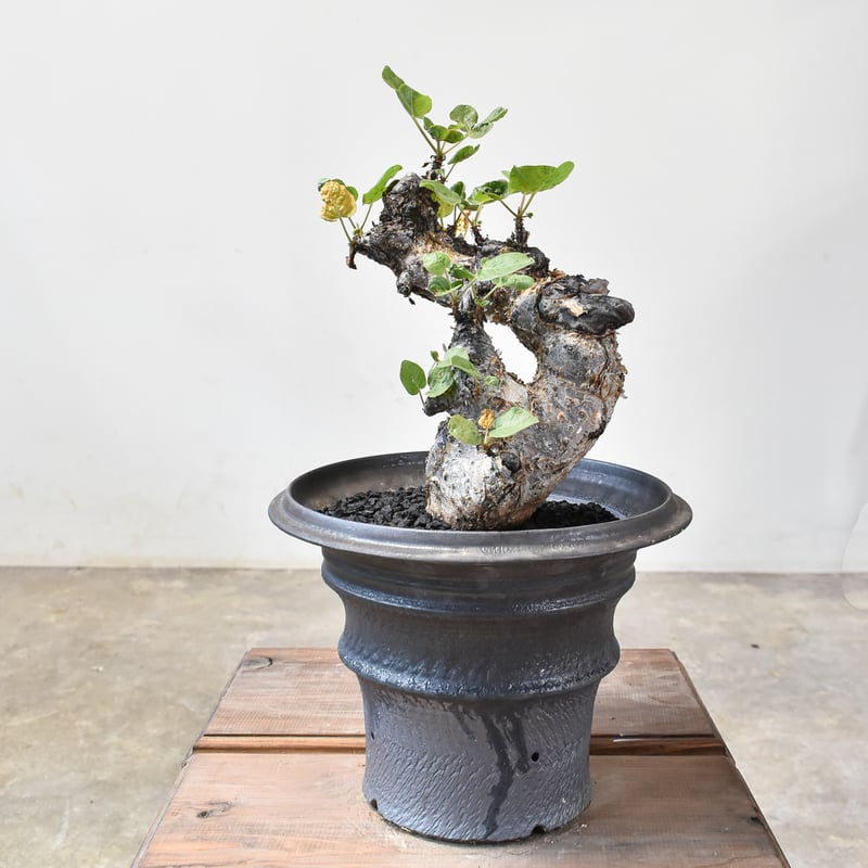 RAFLUMコレクション】コミフォラ グイドッティ 【現地球/発根済】A