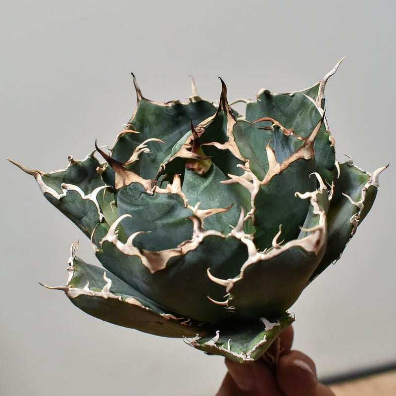 アガベ　白鯨　ボールタイプ アガベ・チタノタ白鯨（ボールタイプ）大-048｜agave titanota