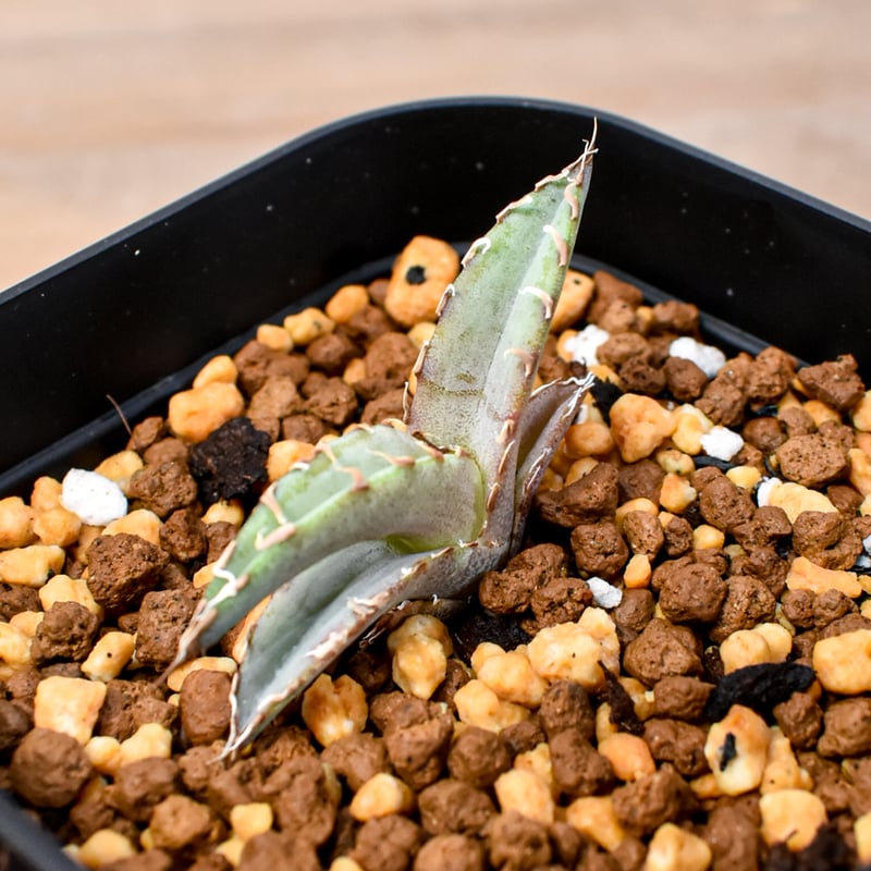 RAFLUM育成株 5個セット】アガベ Uriel oteroi seeding / ウリエ