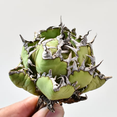 アガベ チタノタ  フィリグリー"精品 圓葉拇指"【台湾 dragon agave産/抜き苗/中株】426 DGC2409047