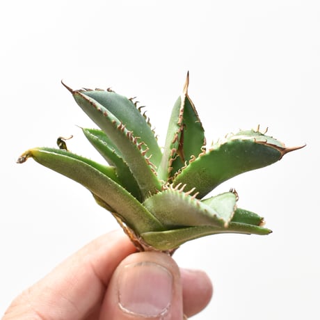 アガベキングアーサー | STORES