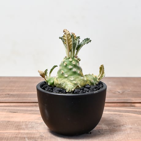 レア/塊根植物】ドルステニア ラブラニー メス株（大株）鉢植え J 激