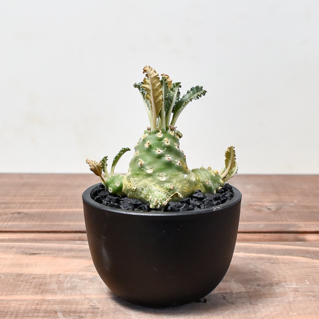 【美品】Eva Tralala  チャンキーニットガウン　ポンチョ　フランス製 美品】Eva Tralala チャンキーニットガウン ポンチョ フランス製