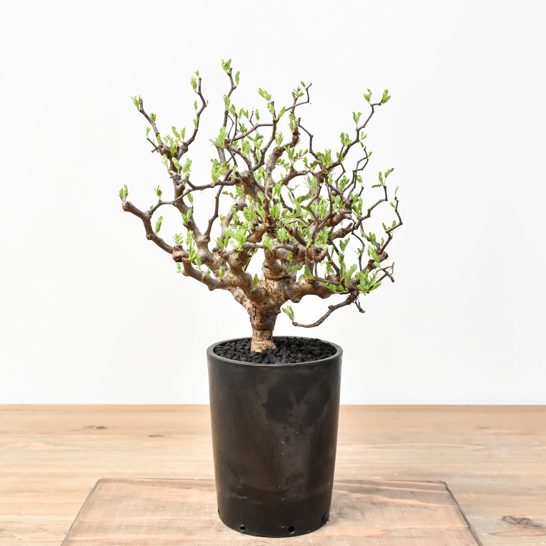 センナ メリディオナリス 【発根済み】RFKN25011194 | RAFLUM