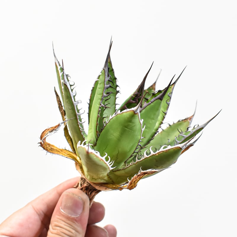 アガベ　紅龍　紅牡丹実生　裏表刺　第四種速達便抜き苗発送 アガベ 紅龍 紅牡丹実生 裏表刺 第四種速達便抜き苗発送