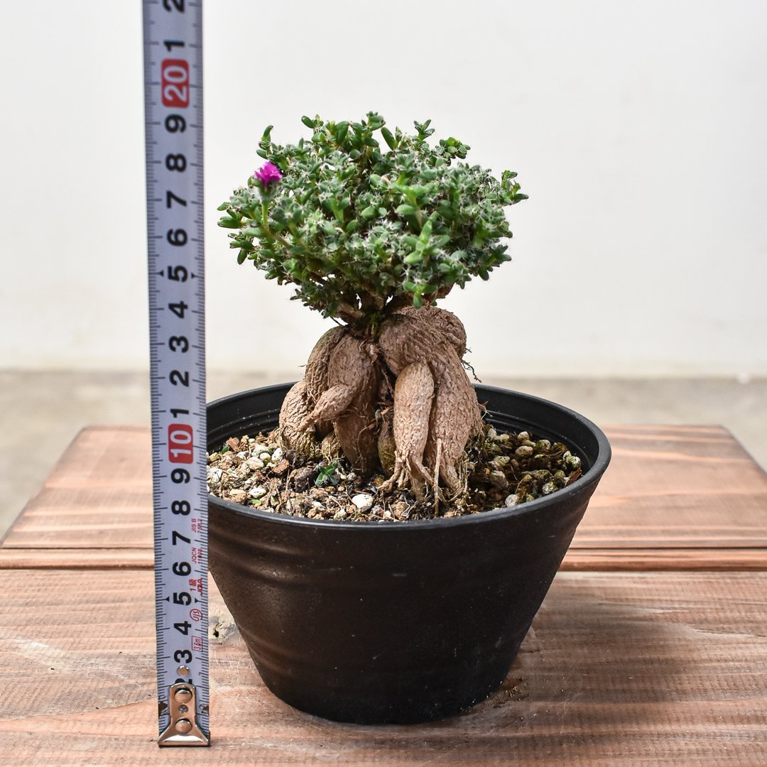 fit=scale-down,w=1200 fit=scale-down,w=1200