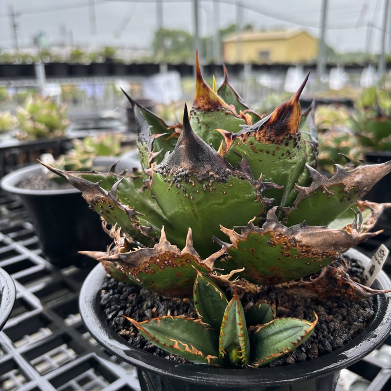 RAFLUM特選】アガベ チタノタ 