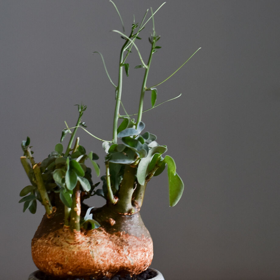 アデニアスピノーサ【人気急上昇！！希少なこんもり株を厳選しての販売