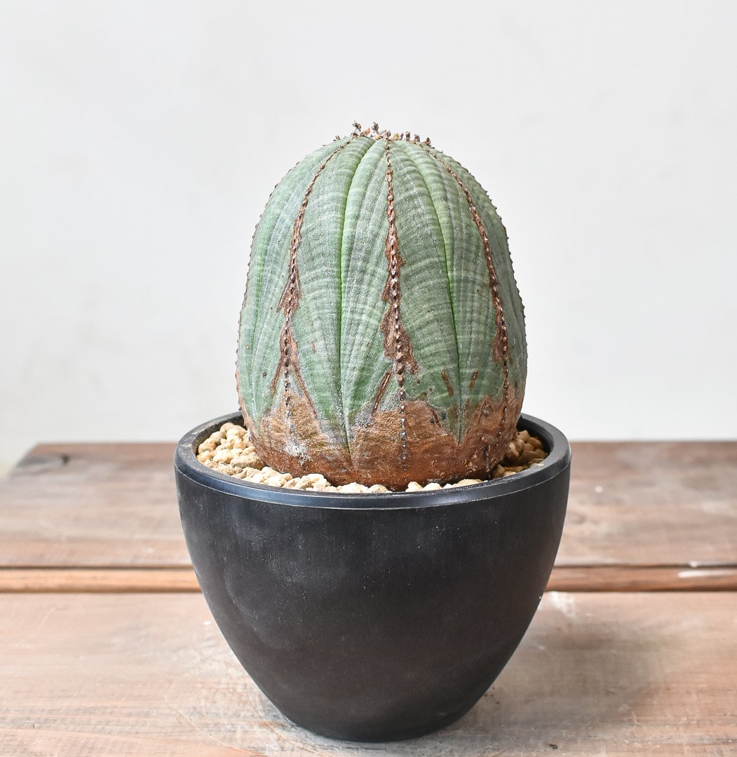 ユーフォルビア フスカ現地球発根済2年管理直接引き取り希望