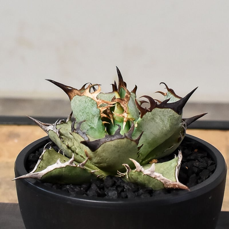 アガベ　チタノタ　阿修羅　中株　プレステラ90 出すか迷った株 アガベ チタノタ 阿修羅 中株 プレステラ90 出すか迷った株