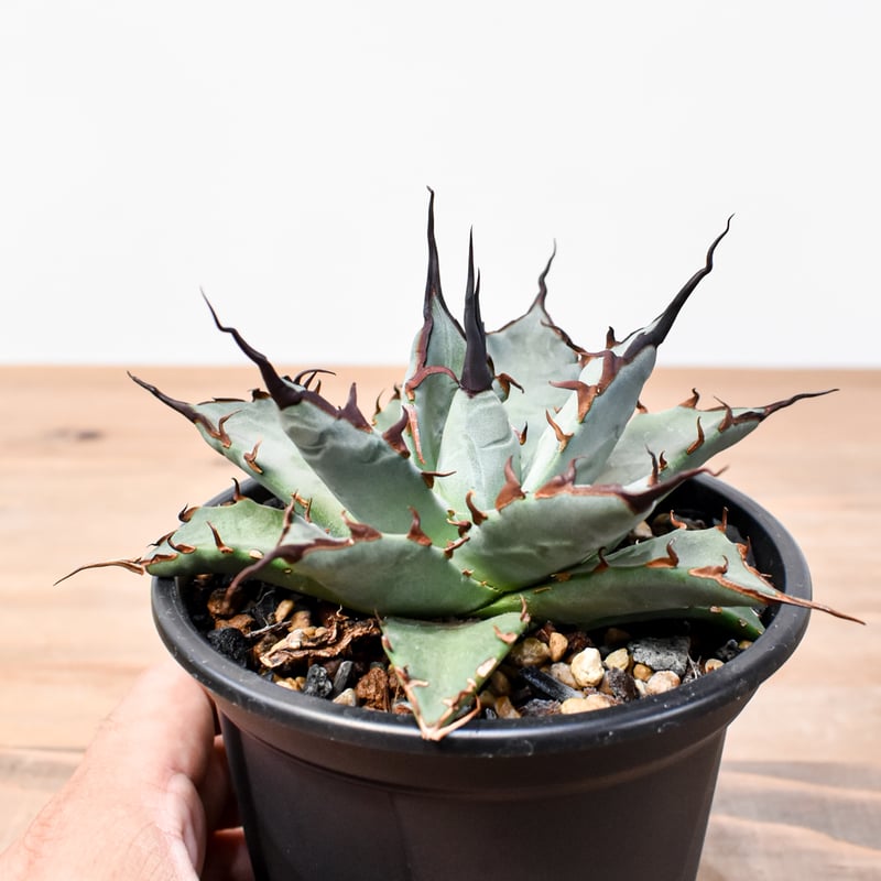 アガベ hyb 妖帝 妖炎×ハデス(黒帝斯) ハイブリッド 鉢植え発送 アガベ hyb 妖帝 妖炎×ハデス(黒帝斯) ハイブリッド 鉢植え発送 アガベ hyb