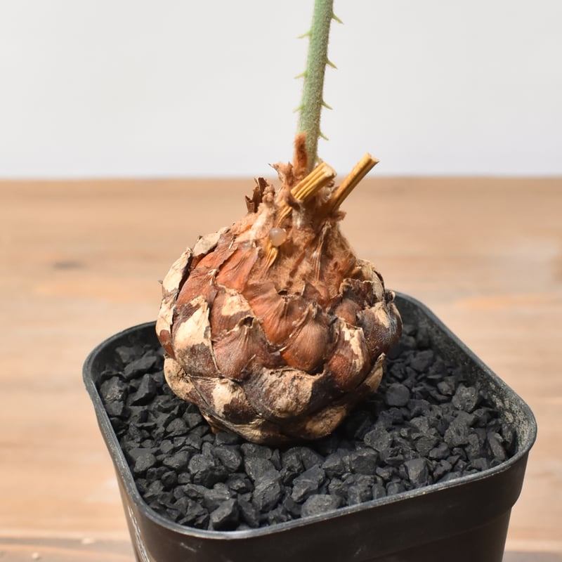 サイカス カイルンシアナ 【実生】RF25011359 | RAFLUM / ラフラム