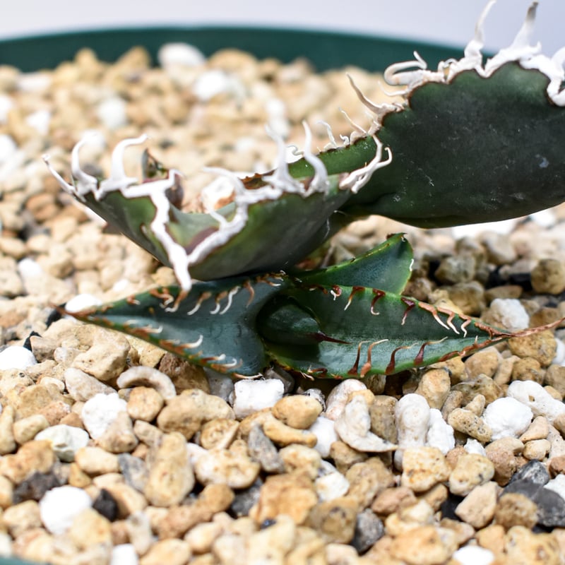 スーパーチタノタ　親株　悪魔くん　チタノタ　アガベ　オテロイ Yahoo!オークション - 【スペシャル親株】Agave titanota 悪魔