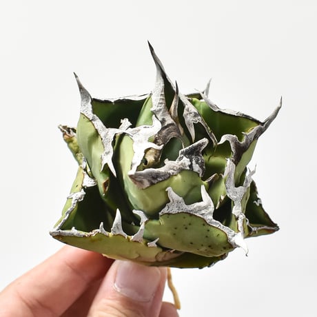 アガベ チタノタ クラブ 