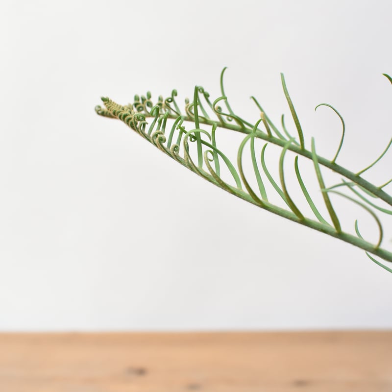 サイカス カイルンシアナ 【実生】RF25011360 | RAFLUM / ラフラム