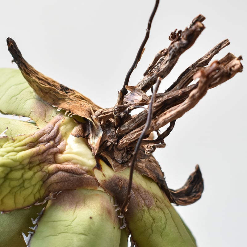 アガベ チタノタ パンダ 