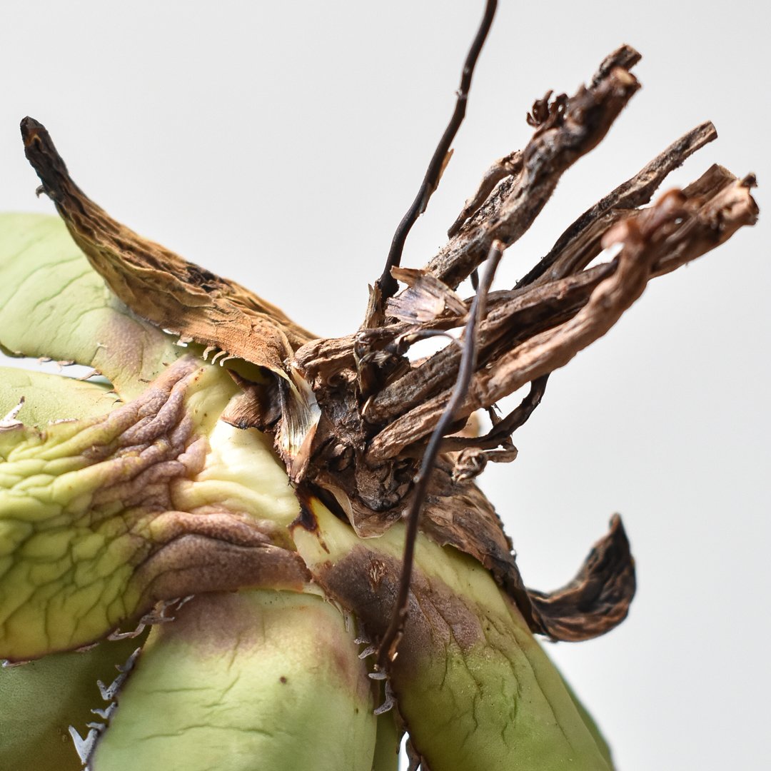 アガベ チタノタ パンダ 