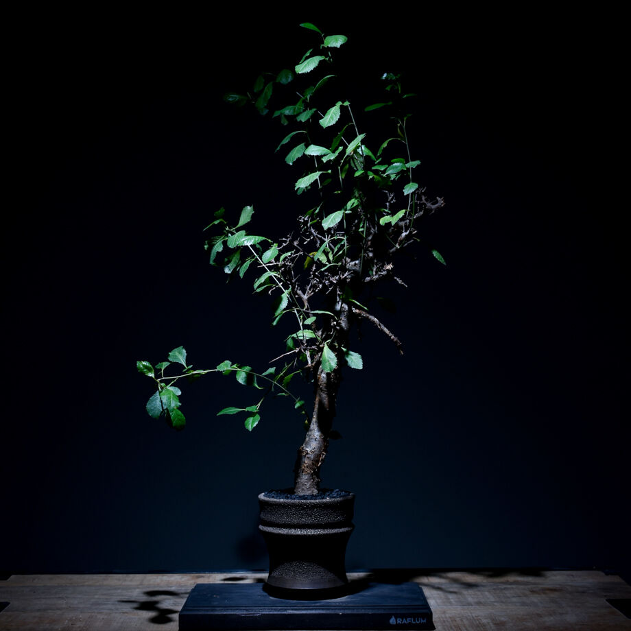 コミフォラ　エミニー　現地球 commiphora eminii《L size》※現地球発根後店主国内管理3年株
