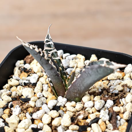 CATEGORY アガベ | RAFLUM / ラフラム｜東京、大阪の塊根植物