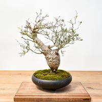 【“WACK” ON YOUR SIDE】オペルクリカリア パキプス WACK-A043