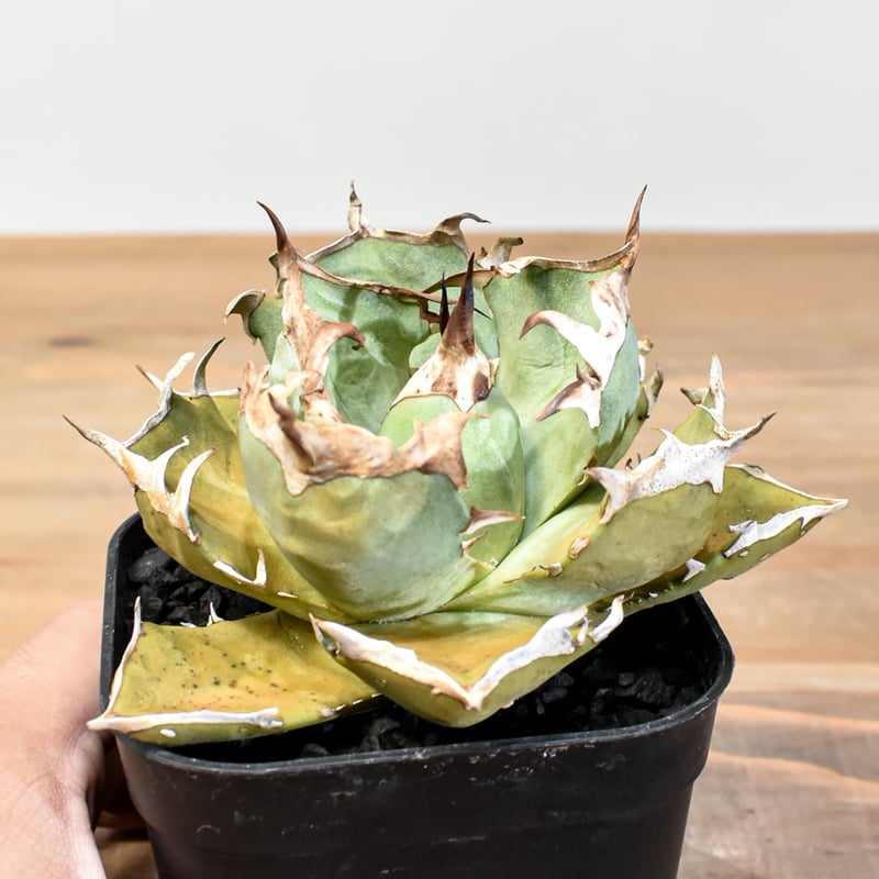 アガベ チタノタ 