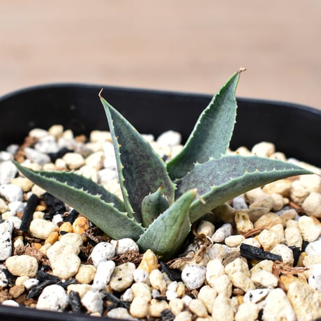 アガベ ハイブリット "邪霊" (特白肌怒雷神×血妖) 【台湾botanical_seeker産】RF25011796