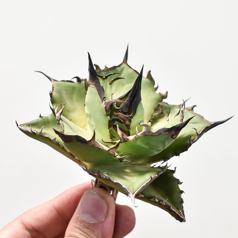 アガベ　チタノタ　ハデス　親株　agave アガベ チタノタ ハデス Agave titanota Hades | mana's farm