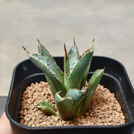 アガベ剣竜2頭ハビタットスタイル アガベ剣竜2頭ハビタットスタイル - メルカリ