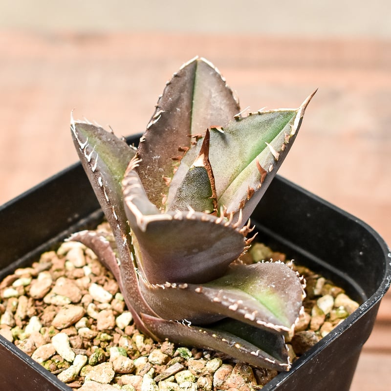 アガベチタノタトリケラトプス