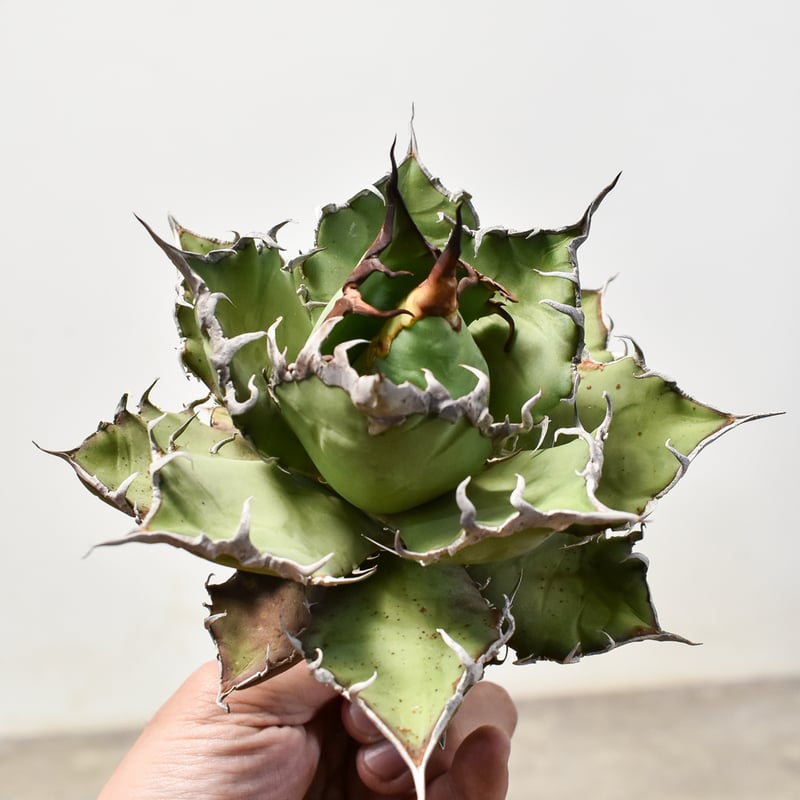 アガベ　チタノタ　シーザー　良株 アガベ・チタノタ シーザー（凱撒）中-015｜agave titanota