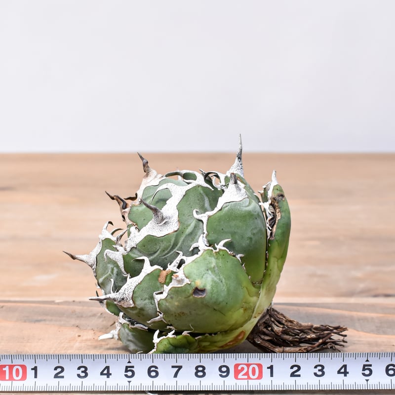 Agave アガベ　チタノタ　 白虎　白焔の選抜株　台湾株 Agave アガベ チタノタ 白虎 白焔の選抜株 台湾株 - メルカリ