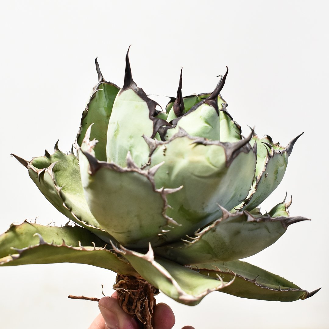 アガベ BB ブラックボール ボール状 胴切りの地 良血統 【公式通販】