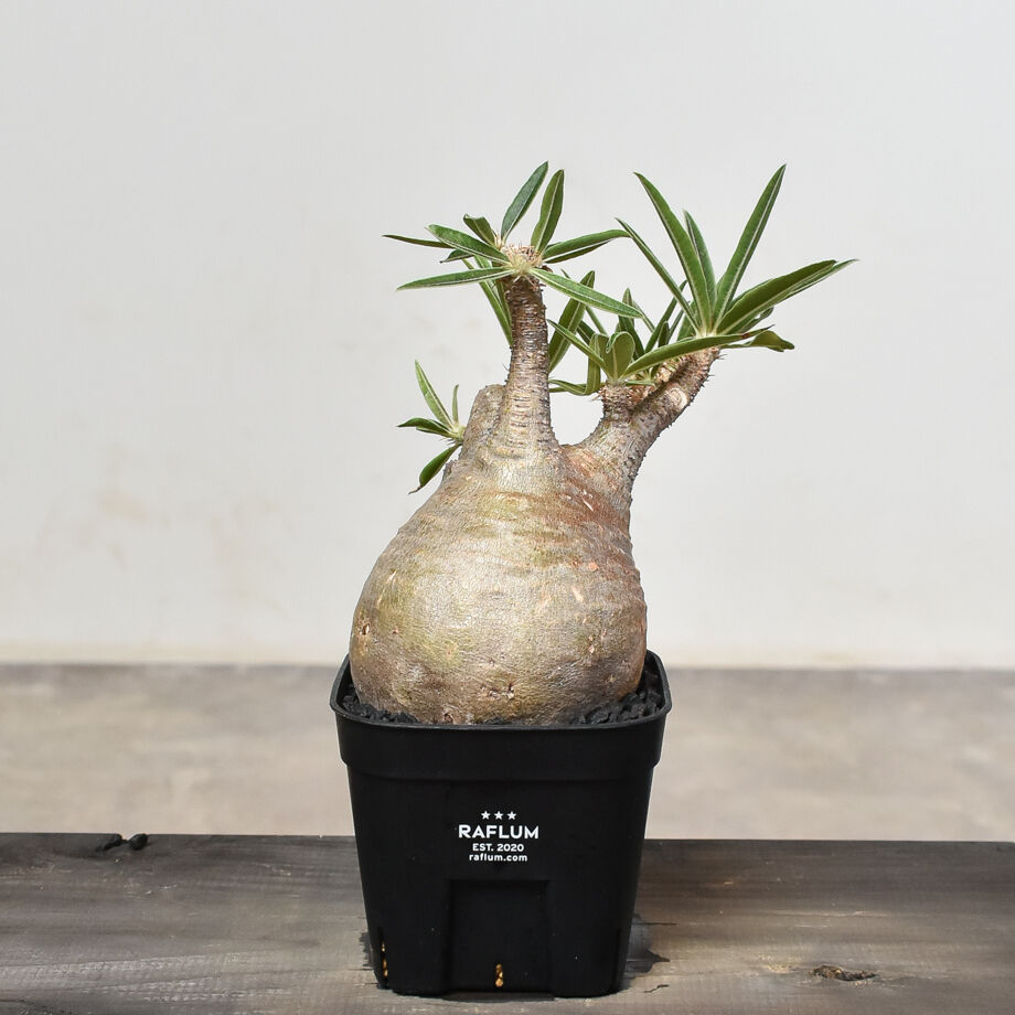 パキポディウム グラキリス (発根済み) RF230802 | RAFLUM / ラフラム｜