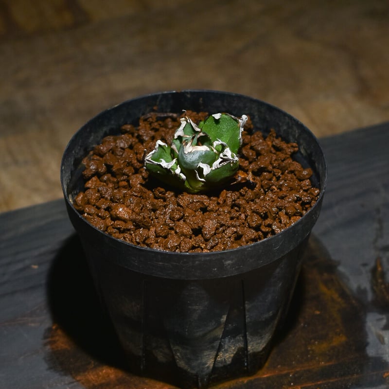 アガベ チタノタ 