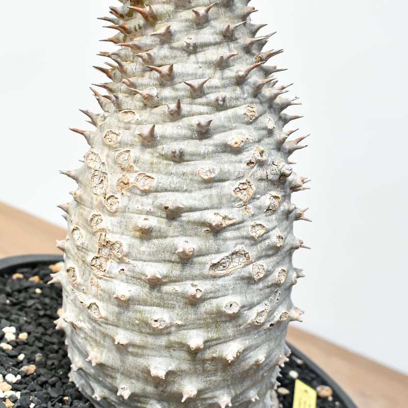 パキポディウム　アンボンゲンセ RAFLUMコレクション】パキポディウム アンボンゲンセ 