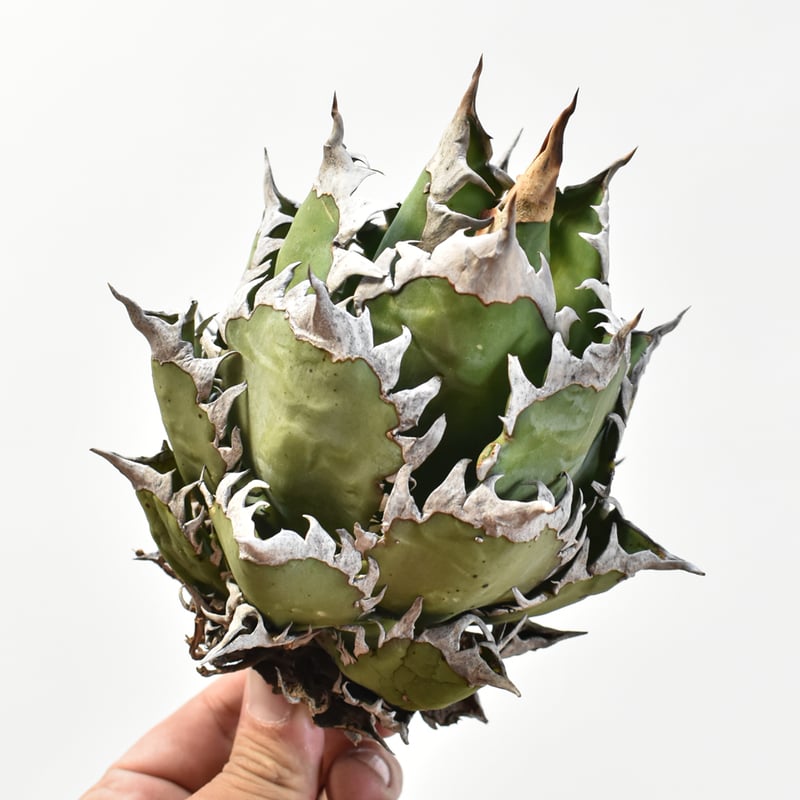 国内実生最高峰】アガベ チタノタ 赤猫 / レッドキャット【OSPセレクト