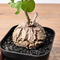 ペラルゴニウム トリステ 【発根済】A | RAFLUM / ラフラム｜東京