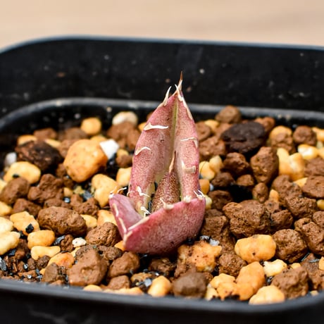 【RAFLUM育成株 5個セット】アガベ Mexico oteroi seeding / オテロイ実生 メキシコ産  【RAFLUM産/実生/子株】A2