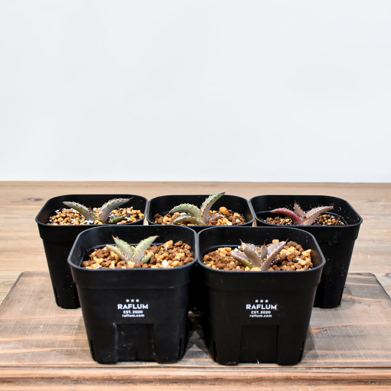 RAFLUM育成株 5個セット】アガベ Uriel oteroi seeding / ウリエ