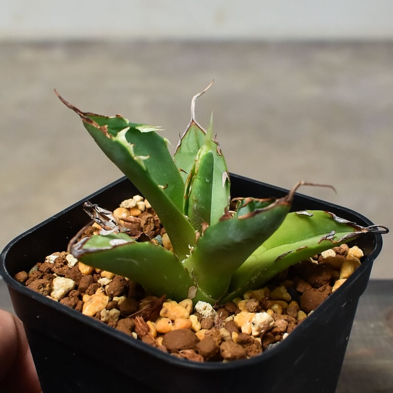 Agave  titanota  'Hades' 恐竜牙歯  黒帝斯