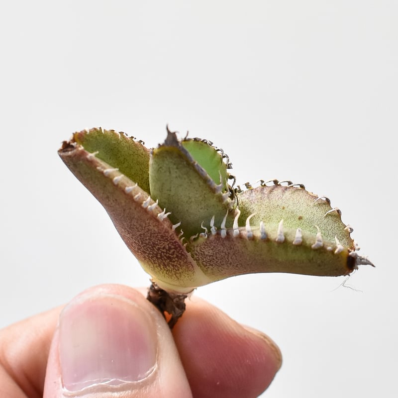 アガベ チタノタ Shi-hao 