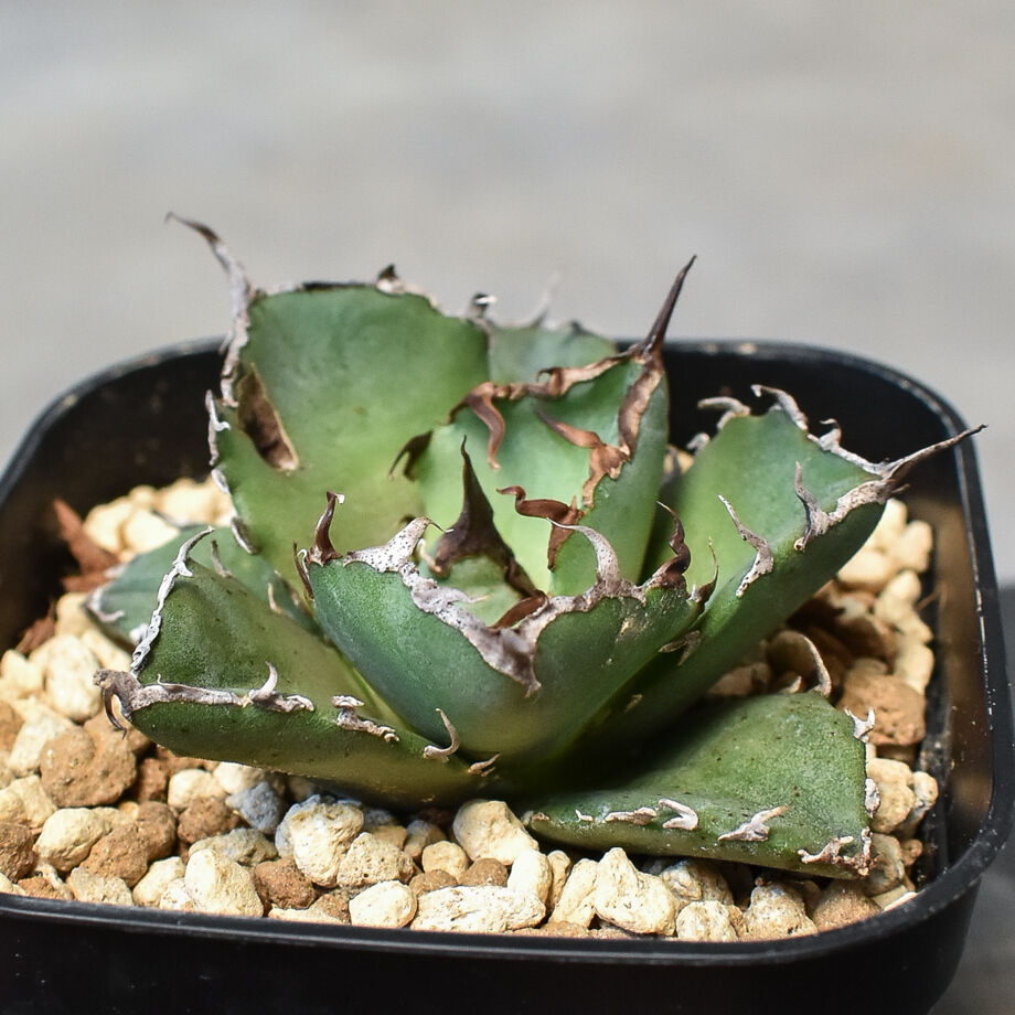 チタノタ アガベ Agave #チタノタ #アガベ #titanota #Agave . 1st] [STUDS titanota アガベ