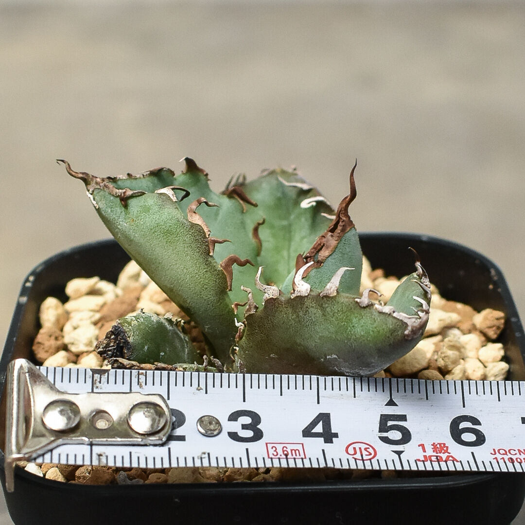 アガベ チタノタ “金鯨” 子株 台湾【Agave Titanota 金鯨】オテロイ