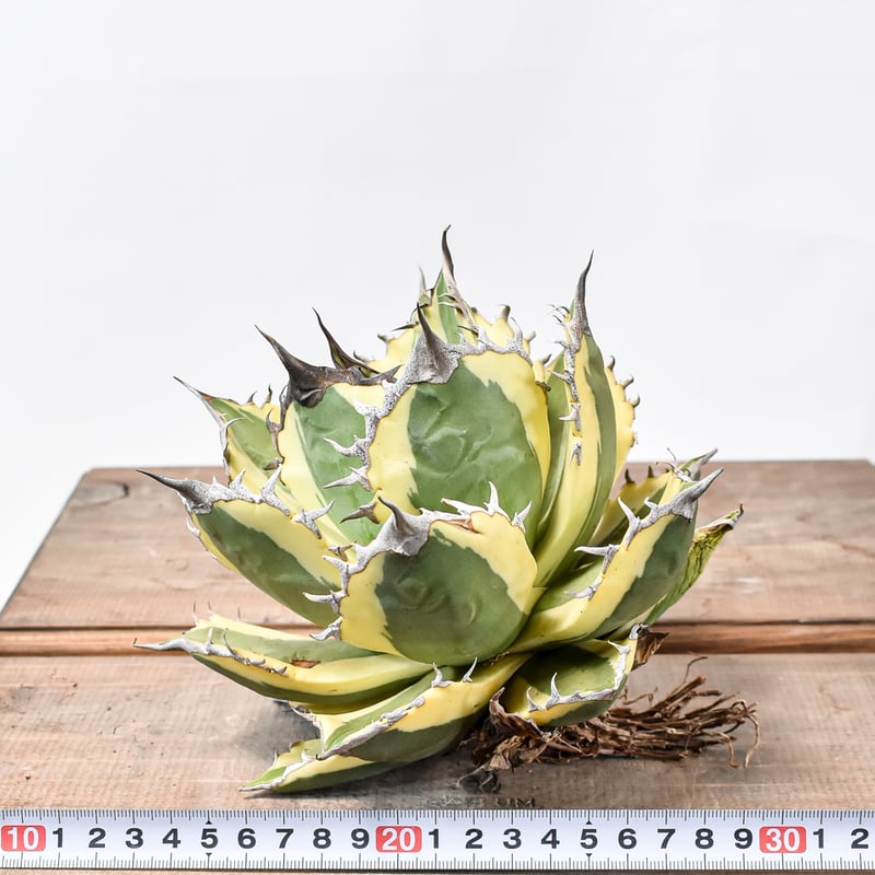 台湾産 Agave スナグルトゥース アガベ アガベ チタノタ スナグルトゥース ST14 | Mellow Yard
