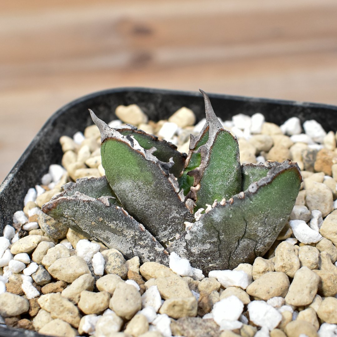 アガベ チタノタ 