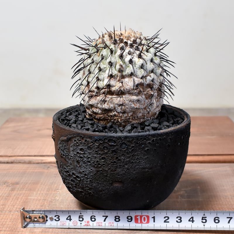 RAFLUMコレクション】コピアポア コルムナアルバ 