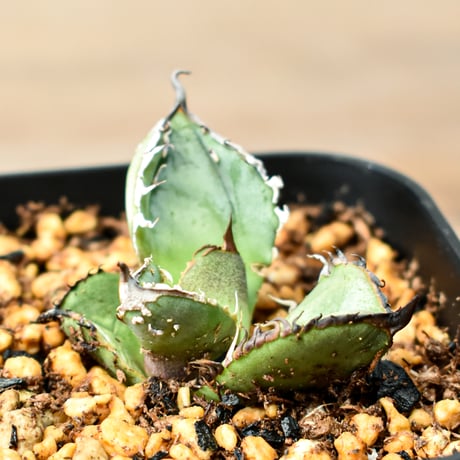 アガベチタノタ麻花龍 | STORES